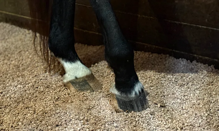Bedder Stall - Pelleted Corn Cob Horse Bedding